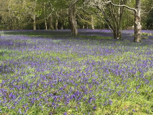 Enys Gardens in the Spring