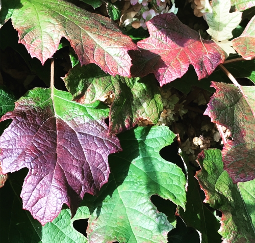 Autumnal Vibes in Beautiful Cornwall ....  