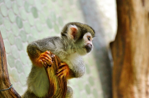 Monkey Sanctuary near Looe