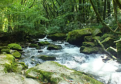 Golitha Falls