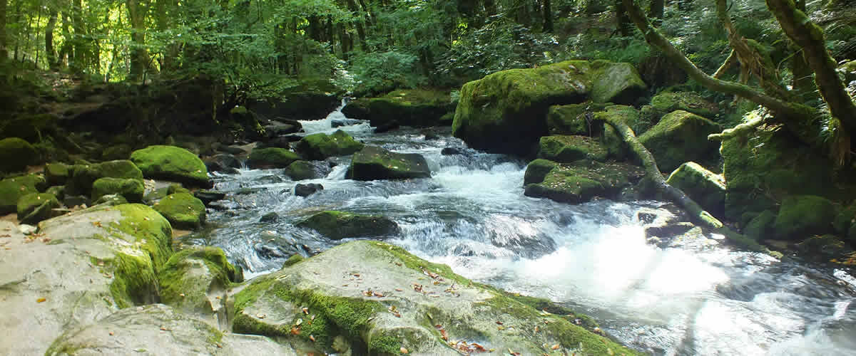 Golitha Falls